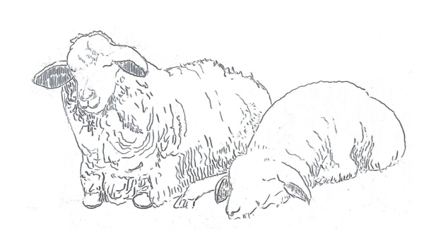 Bergschaf