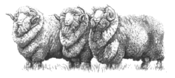 Merino Schaf