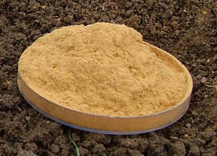 Faulbaumrinde - goldgelb gemahlen