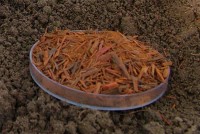 Blauholz - blauviolett geschnitten Blauholz - blauviolett geschnitten