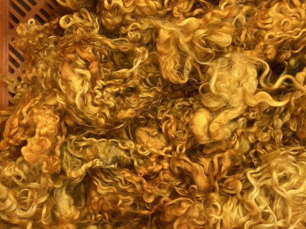 Sonderposten SONDERFARBE 100 g skand.Wolllocken löwenmähnengelb mittelfein SWLLMG02