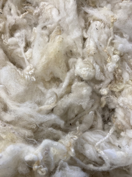 Sonderposten 31,82€/kg BFL Wolllocken gewaschen 3.Wahl 1040g naturweiß mittelfein -40% BFL01WL
